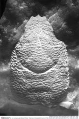 Historisches Foto von Lemacola jenniferae (Robins, Feldmann, Schweitzer & Bonde, 2016) (NHMW-AFW-GEO-BACHMAYER-FOTO-1990-0041-0538)